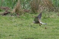 bruges0422 (21)